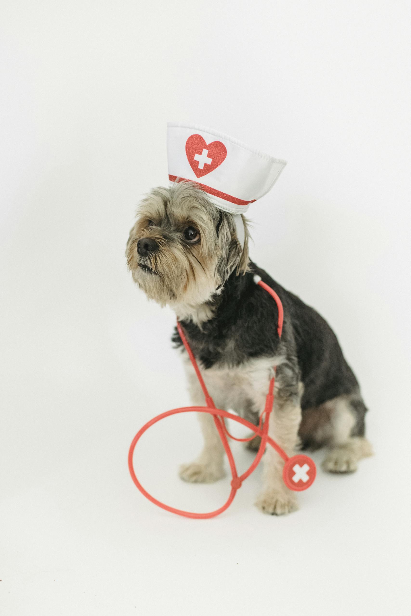 Yorkshire Terrier in nurse costume with stethoscope on white background, perfect for medical-themed stock imagery.